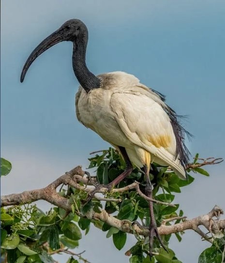Book Your Rwanda