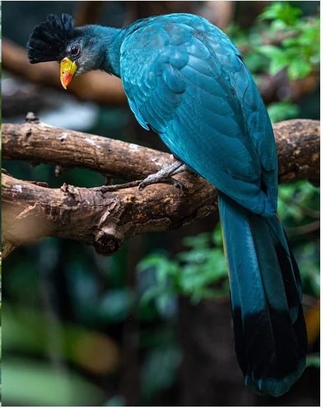 Book Your Rwanda